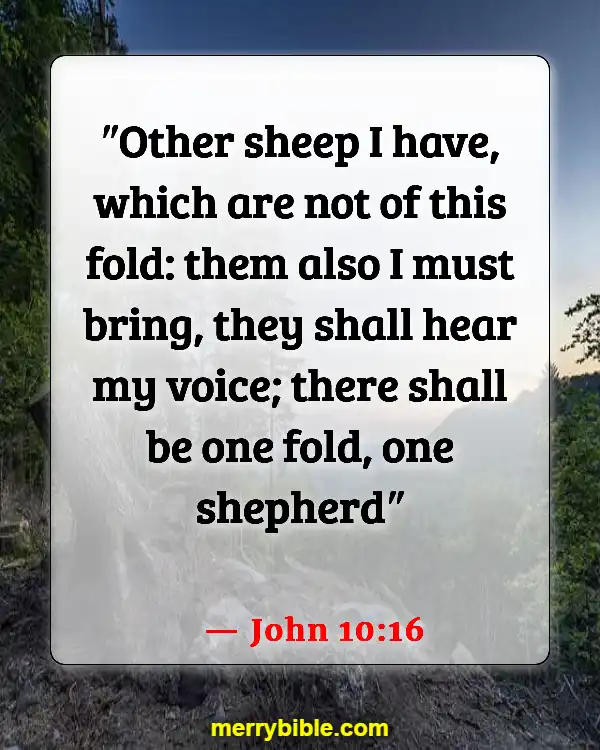 Bible Verses About God’s Love For Unbelievers (John 10:16)